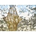 Catellani & Smith Shadow