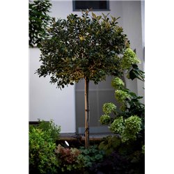 Wever & Ducré Stipo 4.0 Floor lamp