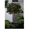 Wever & Ducré Stipo 4.0 Floor lamp